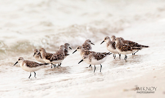 Sanderlings by the Water