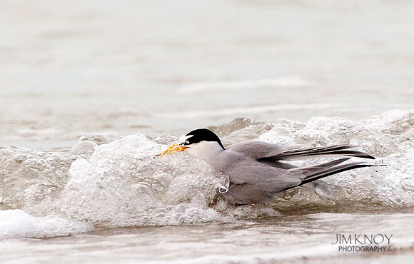 Least Tern Bathing