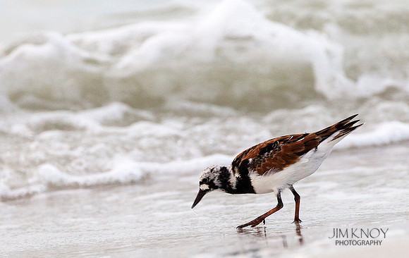 Ruddy Turnstone