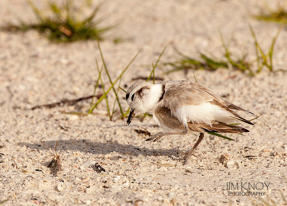 Snowy Plover Scratching