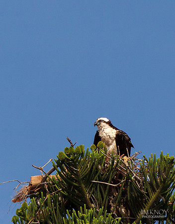 Osprey in Norfolk Island Pine Tree
