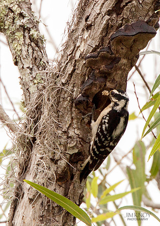 Hairy Woodpecker Feeding Chicks