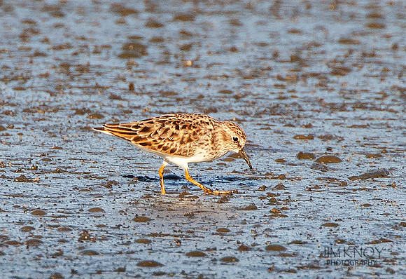 Least Sandpiper