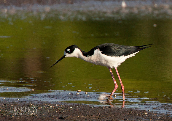 Black-necked Stilt Feeding