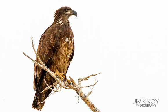 Immature Bald eagle
