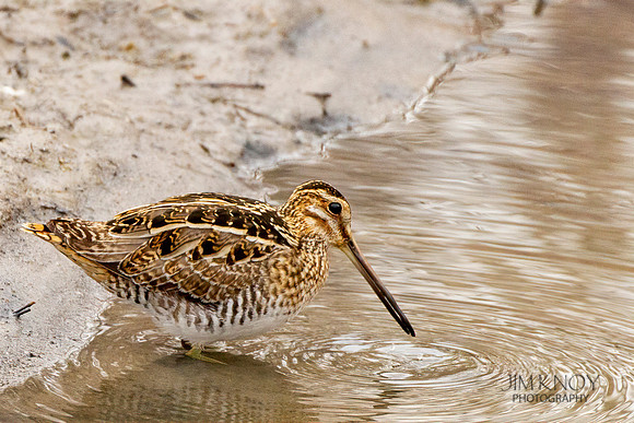 Wilson's Snipe