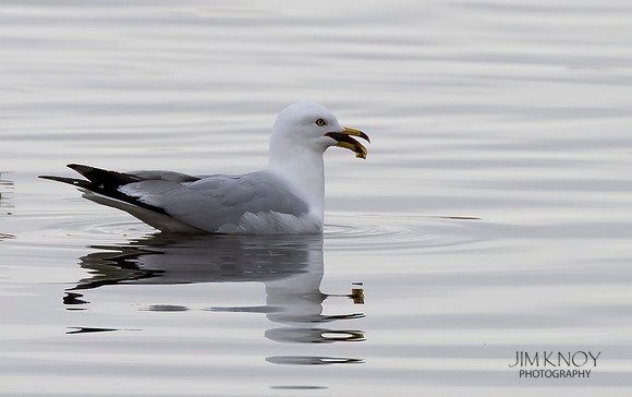 Herring Gull