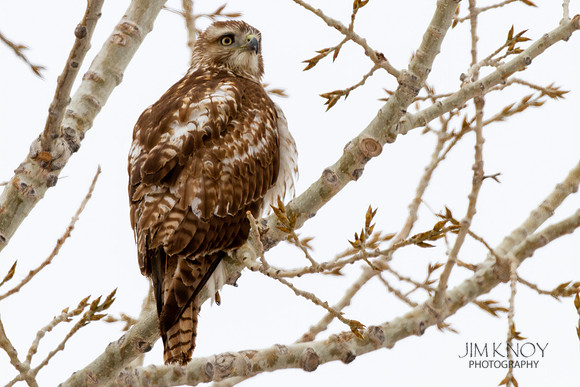Red-Tailed Hawk