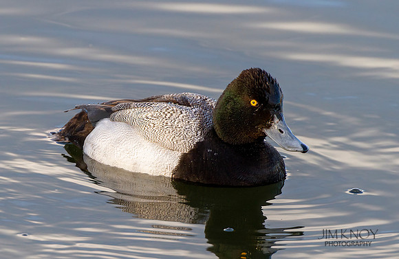 Lesser Scaup