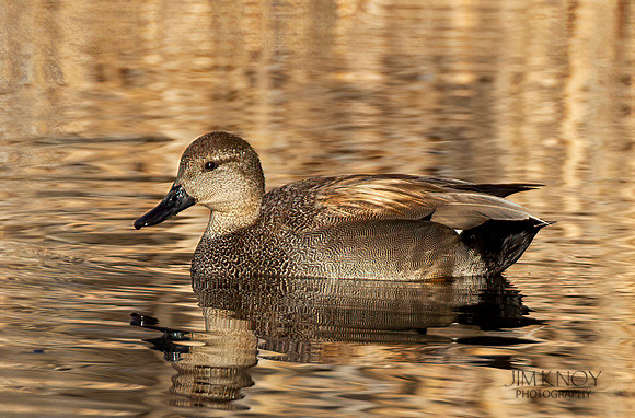 Gadwall