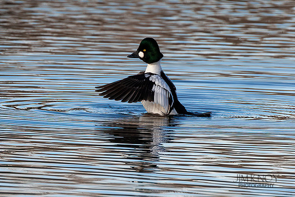 Common Goldeneye Shedding Water