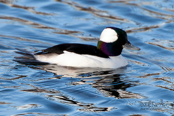 Bufflehead Duck