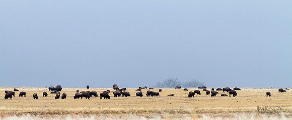 Bison