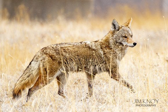 Coyote