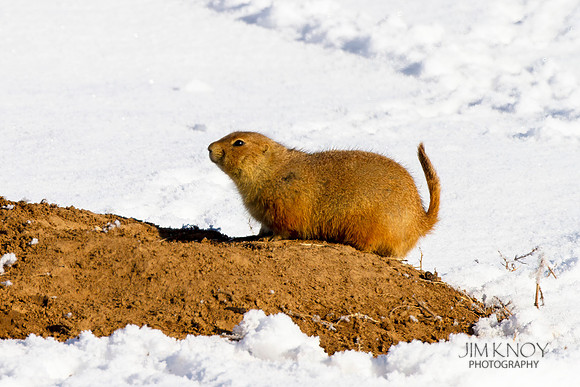 Prairie Dog