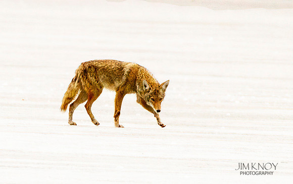 Coyote on Ice