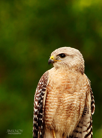 Red-shouldered Hawk