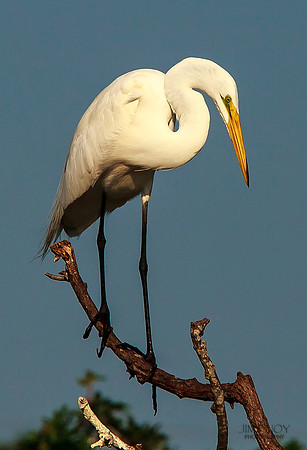 Perched Great Egret