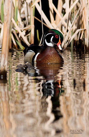 Wood Duck 3