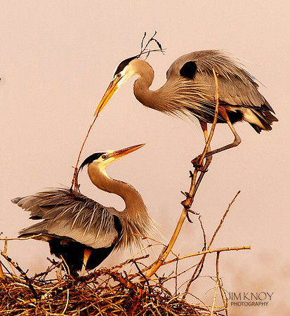 Great-blue Herons Nesting