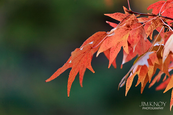 Sweet Gum in Fall