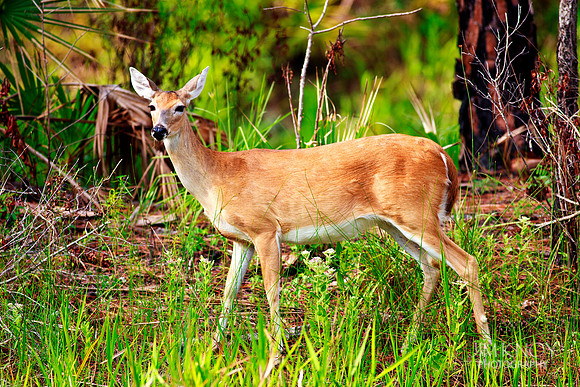 Florida Deer