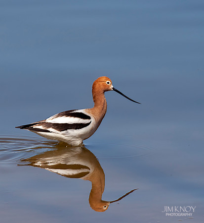 American Avocet