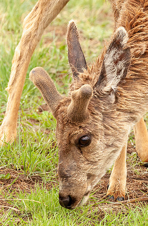 Wet Mule Deer Buck