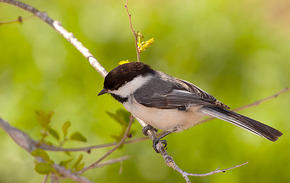 Black Capped Chickadee