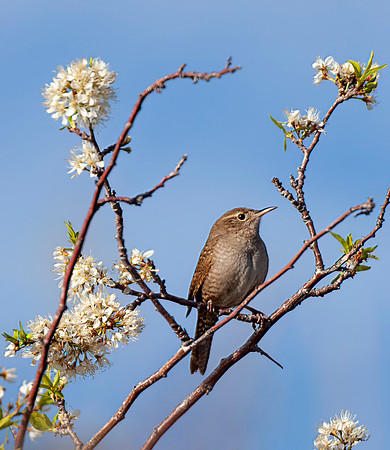 House Wren