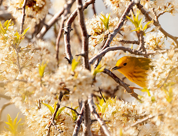 Yellow Warbler