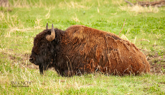 Wet Bison