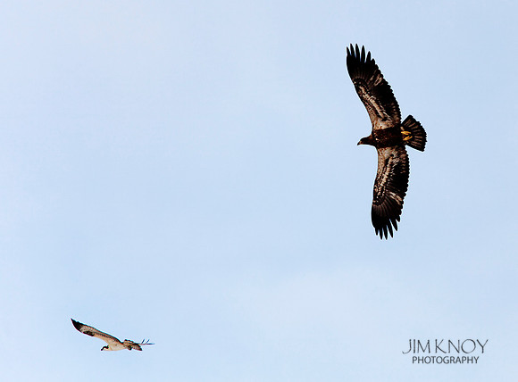 Osprey v. Juvenile Bald Eagle