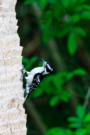 Downy Woodpecker