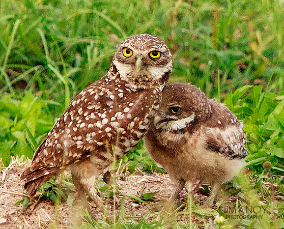 Burrowing Owl with Owlet