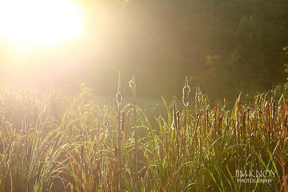 Dawn in the Marsh