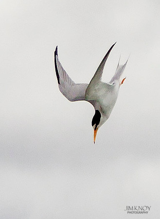 Least Tern Diving