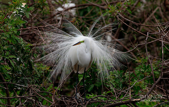 Great Egret Display