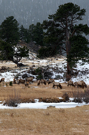 Grazing Elk