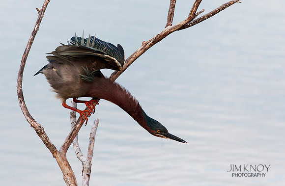 Green Heron Stalking