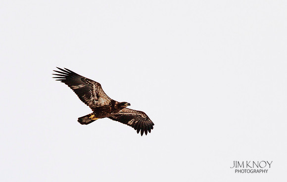 Juvenile Bald Eagle