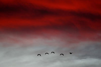 Canada Geese at Sunrise