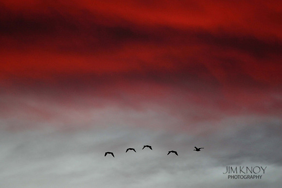 Canada Geese at Sunrise