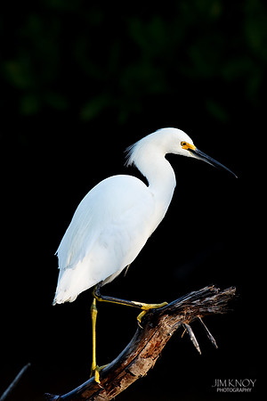 Snowy Egret Searching