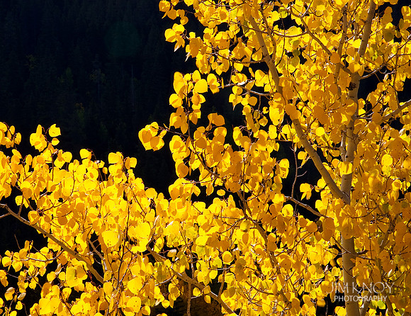 Aspen in Fall