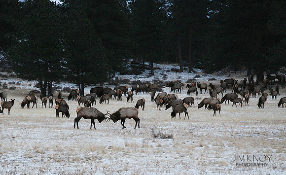 Elk Herd