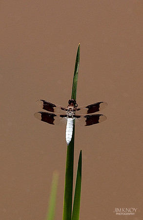 Whitetail Dragonfly