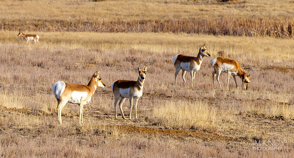 Pronghorn