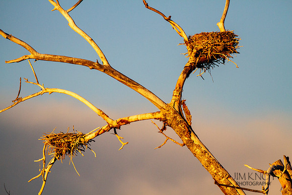 Rookery