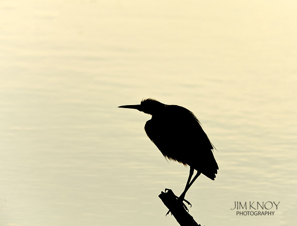 Little Blue Silhouette